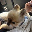 힙독 애견카페 | [광주애견카페] 마이힙독