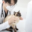 필동물병원 이미지