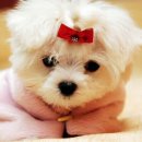 주먹밥이야기 이미지