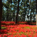 활천꽃무릇숲길(어방동 1077) | 꽃무릇 명소 추천: 울산 대왕암공원, 부산 운수사, 김해 어방동 활천숲길,경주 첨성대,부산 수목전시원
