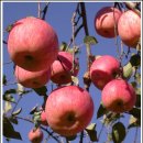 과수원 - 순천시 왕지5길 9-8 | 과수원