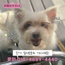 🐶: 저기.. 나랑 연말도 새해도 같이 보내자..❤️ 3개월 단기임보처 괌! 이미지