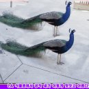 미구