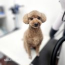 멍뭉살롱 | 안양애견미용 우리동네 멍뭉살롱 체험기