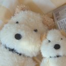 지아'조 이미지