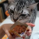 고양이 주식 파우치 웰니스 헬시 인덜전스 머셀 칠면조와 오리 wellness healthy indulgence with...