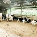 지리목장 이미지