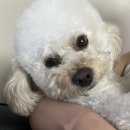 다복식탁 이미지