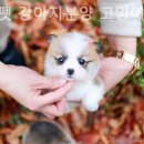 미니펫 강아지분양 고양이분양 강남점 이미지