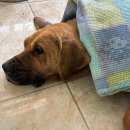 청솔주유소 이미지