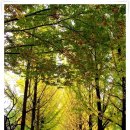 [소풍벙개] 남이섬으로 가을 소풍을 떠나 보아요.. (10월 3일) 이미지