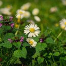 다온 공인중개사 이미지