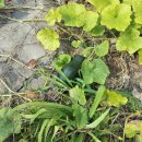 신한농장 이미지