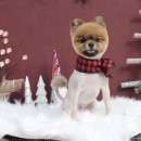 어벤독스 이미지