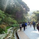 까멜리아 이미지