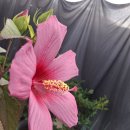 울집도 부용이가 왔네요 이미지