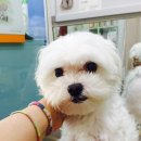 클라라 애견 이미지