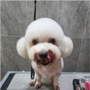 댕스살롱 네이버블로그