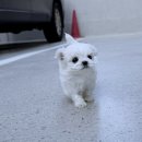 라이프독 용인점 강아지고양이 | 용인강아지분양 희망하신다면 이 경험담을 꼭 들어보세요