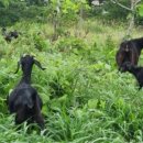 염소야놀자 이미지