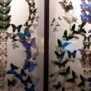 반디랜드 곤충박물관 전시실 이미지