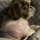 당진종합 동물병원 이미지