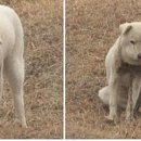 동물농장 이미지