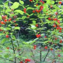 명풍공감 Daum카페