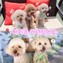 순화궁로 | 별내 신상 애견카페 해피존 다녀왔어요 내돈내산 후기 (대형견도 가능)