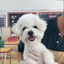 꽃피는견생 인천애견유치원 이미지