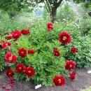 Peony Garden &amp; Mclaughlin Bay Wildlife Reserve 출사 이미지