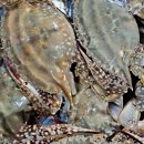 어부와아들 이미지