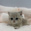 묘연고양이병원 | 여주고양이분양 만족스러워요