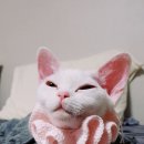 달렉스 이미지