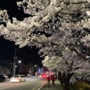 아이랑 청주 무심천 벚꽃놀이 방문 후기(주차추천, 개화상황 등)