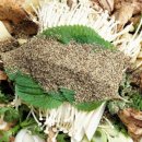 그집감자탕 이미지