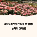 도당공원 | 2025 도당공원 부천 백만송이 장미축제 일정, 주차, 입장료 총정리