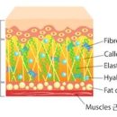 콜라겐 먹으면 피부에 좋다, 사실일까? 이미지