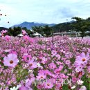 꽃들의 향연 이미지