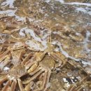 진짜대게 이미지