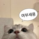 워아이니 | ♡아이시떼루워아이니♡
