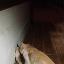 그래이프힐 이미지