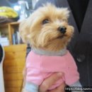 도그바라기 이미지