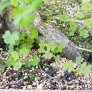 머루와인 벤치 이미지