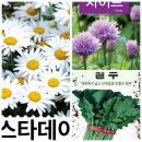 애플수박 열무 샤스타데이지 1분 이미지