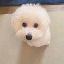 비쑝 | 반려견 필수템! 강아지미끄럼방지장판 후기!!