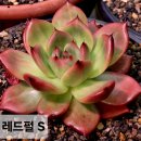 레드펄
