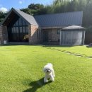 추억만 남개 이미지