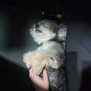 도담애견 이미지