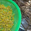 양지 뜰 펜션 이미지